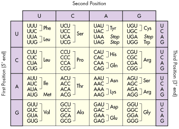 Amino Acid Nucleotide Chart